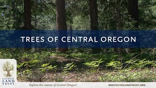 Trees of Central Oregon