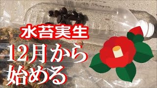 【水苔実生】bonsai ミニ盆栽12月からでも始められる椿のミズゴケミショウ Camellia bonsai, how to add a natural bend to the roots