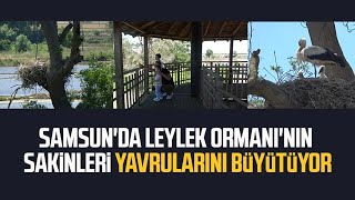 Samsun'da Leylek Ormanı'nın sakinleri yavrularını büyütüyor