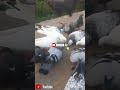 ମଣ୍ଟୁ ଭାଇ ଗୋରୋଇପାରା house pigeon pigeonsale pigeonshop birds