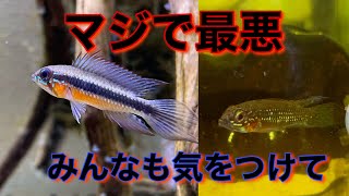 【アピストグラマ】【エリザベサエ】最悪な事態