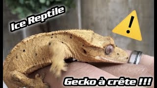 Gecko à crete !! le petit nouveau du cheptel !!!! Ice Reptile