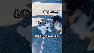 ボクの激しい挨拶と毛をむしる程の愛情表現 #dog #doglover #犬 #犬のいる暮らし #トイプードル