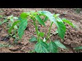 chilli farming chilli cultivation chilli planting method most valuable cash crop hot pepper