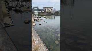 定時配信 旧吉野川 ブラックバス バス釣り 徳島県鳴門市 #shorts