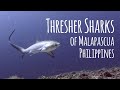 RARE 🦈 Thresher Sharks of Malapascua, Philippines (Monad Shoal) - 4K