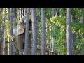 osh downing trees at the tennessee elephant sanctuary