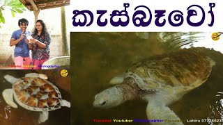 කැස්බෑවෝ - Turtles - Travel with Lahiru