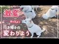 【リベンジ！】柴犬のドッグラン帰りの歩く速度に注目！！