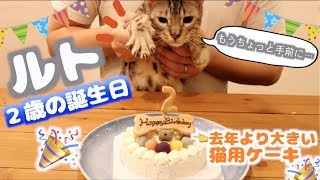 ルトの2歳の誕生日に大きい猫用ケーキ用意したら欲張りなロゼが意外な行動を。。。