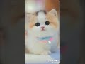 kucing   cantik  yang viral  bisa jadi  yang  lucu banget