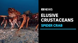 Scientists deploy cameras to capture information on elusive spider crabs | ABC News