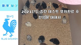 2021년도 청란계(청계) 종란 테스트 부화완료 후 남은 계란 확인 중지란, 무정란, 발생후 사망한 개체등 (feat. 집에 있는 환자들 오리와 청란계)