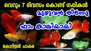 ഫാമിലെ മുഴുവൻ ഗപ്പികളെയും വിറ്റു 😜 | #GUPPY_FARMING_MALAYALAM | #FANCYWORLD_FARM |