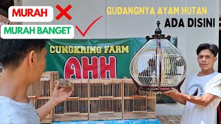 CUNGKRING AYAM HUTAN SUPER JINAK TERLAHIR DI KANDANG INI !!