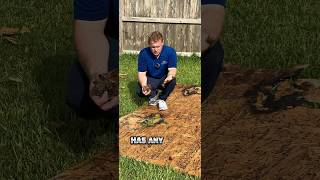 WARNING: Bad News About Your Roof Leak! 🏠💧