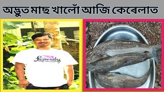 অদ্ভুত মাছ খালো আজি কেৰেলাত//🙏🙏 assam an kerala fish @bituvaite1995  🙏🙏