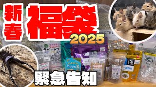 2025年新春福袋の内容公開します！デグー、チンチラ、うさぎ、昆虫