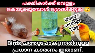 #Birds_Care_Tips_Malayalam, പക്ഷികൾക്ക് വെള്ളം കൊടുക്കുമ്പോൾ അറിഞ്ഞിരിക്കേണ്ട കാര്യങ്ങൾ.