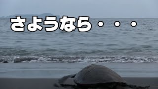 ウミガメの放流（令和４年８月１０日）大分県佐伯市元猿海岸