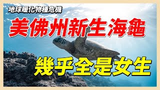 【地球暖化】美佛州新生海龜　幾乎全是女生