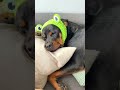 rottweiler in a frog headband 😆