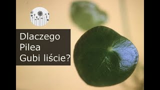 Dlaczego Pilea gubi, traci liście? Sposoby na to, by pieniążek przestał zrzucać liście.