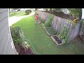 Neighbor lady stealing from my 5 year old's garden for the 3rd time!