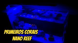 Os Primeiros CORAIS do NANO REEF