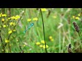 Common Blue Damselfly Slow Motion Take off