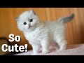 Ragdoll Kittens 6 Weeks Old | So Cute!