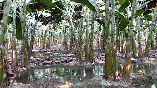 केरा खेती चितवन भण्डरा Banana cultivation skill in Chitwan for mor detail 9845078098