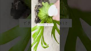 🍀ビカクシダの　上手な育て方【☘Life with Houseplant】4-2#shorts