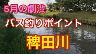 稗田川  5月の劇渋バス釣りポイント