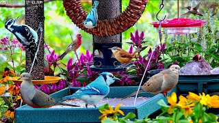 🔴LIVE Cottage Garden Bird Feeder: Cardinals, Woodpeckers, Goldfinches, and baby fledgling birds!