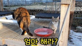 최강한파! 얼음이 꽁꽁 어는데, 아기 고양이는 집 싫다고 도망쳐 다니고..