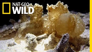 Nudibranch Snacks Along The Ocean Floor | Nat Geo Wild