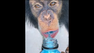 Monkeys Love Powerade