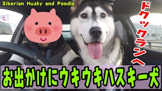 お出かけにウキウキするハスキー犬が可愛い Husky and Poodle