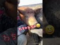 【わちゃわちゃ】 十勝ロイヤルマンガリッツァ mangalica 十勝 北海道 マンガリッツァ マンガリッツァ豚 animals