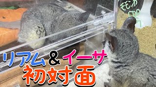 bushbaby リアムとイーサ🐒ケージ越しに初対面💕