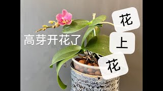 【20318】蝴蝶兰高芽开花了，花梗小苗的花芽还是剪掉了，蝴蝶文心出花苞了 //静姐说花497