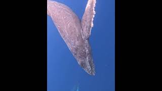 Humpback whale swim 2024 座頭鯨