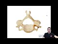 Form 4 Bio Chapter 14 Support and Movement. Vertebral Column Structure and Function