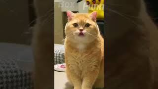 😍Funny Cats Videos😁-Best Funny Cats Box Videos 2023😅🥰🥰#2023
