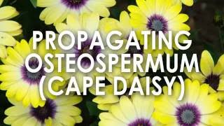 Propagating Osteospermum (Cape Daisy) How to Propagate