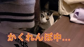 ＃337　どうしてもクローゼットの中が気になる猫　A cat that really cares about the inside of the closet