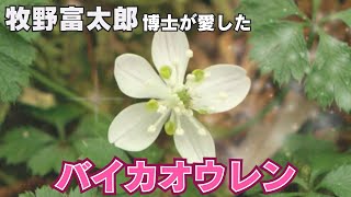 「牧野富太郎博士が愛したバイカオウレン 佐川町で咲き始める」2025/2/12放送