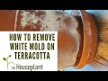 How to remove white mold on terracotta pots