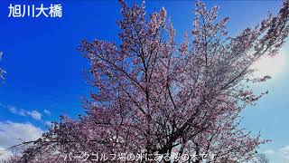 北海道旭川市　周辺の桜　Cherry blossom around Asahikawa